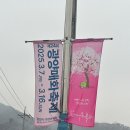 다압면 섬진강 매화마을 인근 | 2025 광양매화축제 방문 후기, 광양 가볼만한 곳 광양매화마을