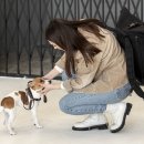 강아지 켄넬 이미지