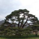 상주 상현리 반송 이미지