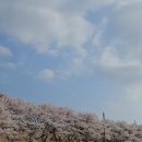 [의왕] 레이크502 | 백운호수 뷰 베이커리 대형 카페 솔직후기 | 백운호수 공영 주차장 벚꽃 관람 스팟