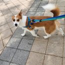 꼬망스펫 이미지