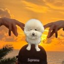 밍그루밍 이미지