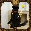 청담고양이 이미지