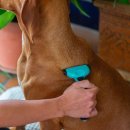 개털도사 이미지