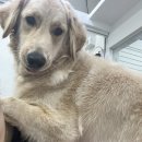 멍멍하개 이미지