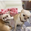 할머니집 이미지