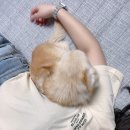 보노펫(BONO PET) 네이버블로그