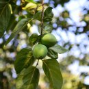 오렌지한의원 이미지