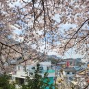 학청 경로당 | 부산 벚꽃명소 추천 개금벚꽃길 주차 후기