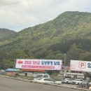 19 | 사천 청룡사 겹벚꽃 여행｜아쉬움 속에서도 담아낸 봄꽃 풍경