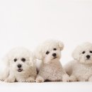 강아지랑 이미지