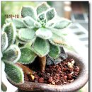 추련 이미지