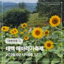 해바라기 - 강남구 | 2026 태백 해바라기 축제 다녀온 후기 | 개화율 10%, 입장료 할인받고 다녀왔어요!