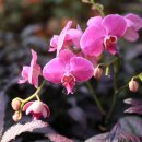 가장 우리에게 많이 알려진 이 올키드..호접란(Phalaenopsis :Moth Orchid) 이미지