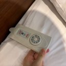 에버그린 | 목포 뉴에버그린 호텔 후기 반려견 동반 가능한 가성비 숙소