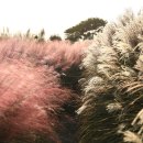 향산상회 이미지