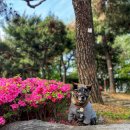 더힐링동물병원 이미지