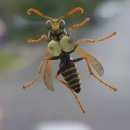 여왕벌PC방 이미지