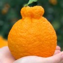 홍중동로 이미지