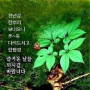 삼