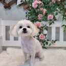 댕댕이 미장원 이미지