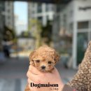 부산강아지분양 도그메종 본점 이미지