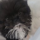 데스티니 퍼피 네이버블로그