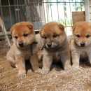 산인-4 Daum카페