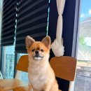 제이애견샵 | 청주애견미용 '힐링펫스테이' / 강아지 목욕+위생 미용, 제이 다녀왔어요 🐶
