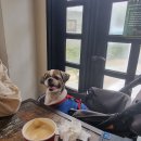 태안나비 | 태안 안면도 베이커리 대형카페 맛집 추천, 몽산포제빵소 반려견 애견동반 가능