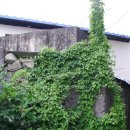 야로시장 이미지