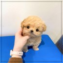 퍼피애견샵 이미지