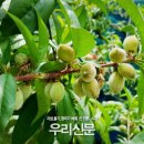 미숙식품 이미지