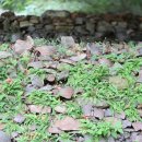 서리상반고려백자요지 이미지