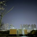 낙동강변로6-12 | 부산 벚꽃개화현황 삼락생태공원 낙동제방 벚꽃길 벚꽃 실시간 개화현황