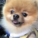 꽃달아줄개 이미지