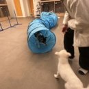 펫라운지 애견미용 애견호텔 이미지