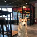 아이러브퍼피 이미지