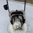 토토펫 | 강아지 유모차 [낫쏘빅 토토] 후기🐶
