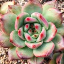 아도라블 이미지