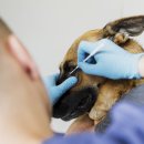 정수동물병원 이미지