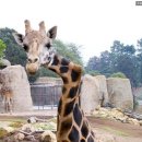 안녕 기린 이미지