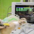 디어베어켄넬 이미지