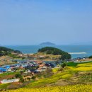 청산도 | 청산도 당일치기 여행 후기 결론 대존예ㅡ유채꽃 슬로길 개화현황