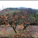 서산서원(西山書院,2009.11.13.금) 이미지