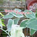 Beethoven : Bagatelle In A Minor WoO.59 'Fur Elise' -꿩의비름,무화과 이미지
