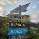 대동목장 | 코스/ 아이랑 가볼만한 곳/ 알카파목장 / 가평양떼목장/ 수국카페/ 체험목장/ 서울근교 가평 가볼만한곳