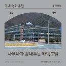 태백당구장 | 태백호텔 수영장 사우나 조식 태백산 근처 가족숙소 추천