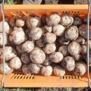 행복한감자 영농조합 이미지