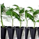 환타지아 이미지